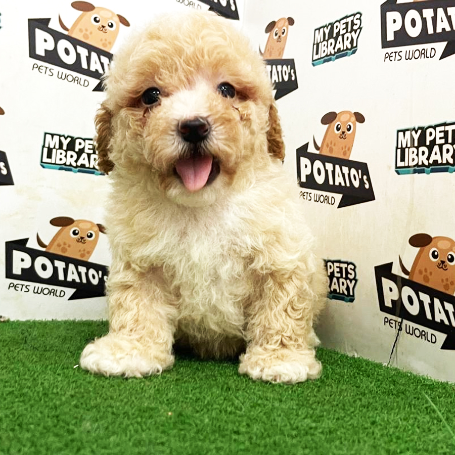 Toy Poodle Puppy (Male) For Sale