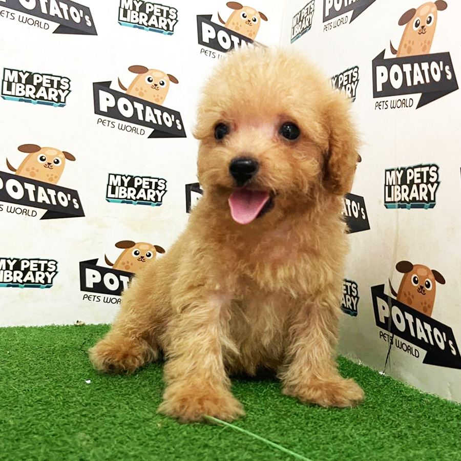 Toy Poodle Puppy (Male) For Sale