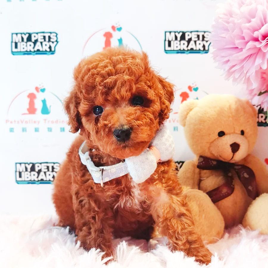 Toy Poodle Puppy (Male) For Sale