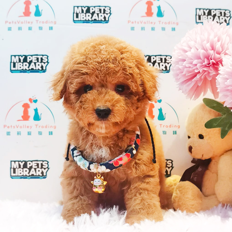 Toy Poodle Puppy (Male) For Sale