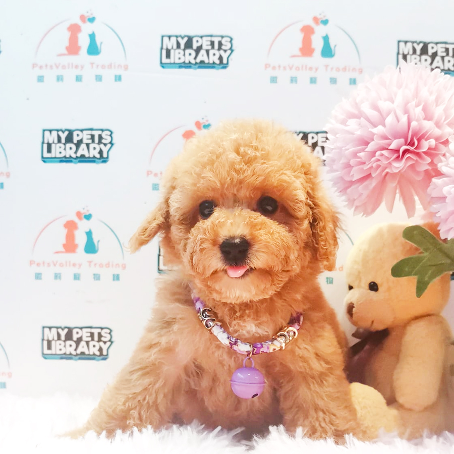 Toy Poodle Puppy (Female) For Sale