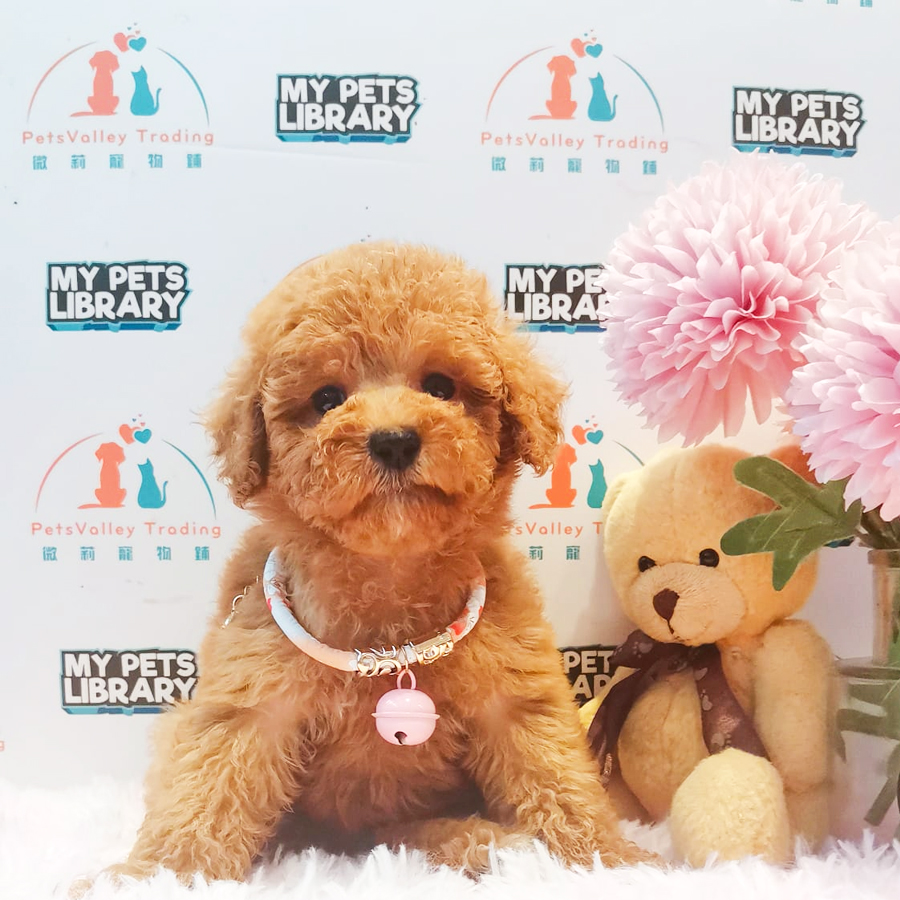 Toy Poodle Puppy (Female) For Sale