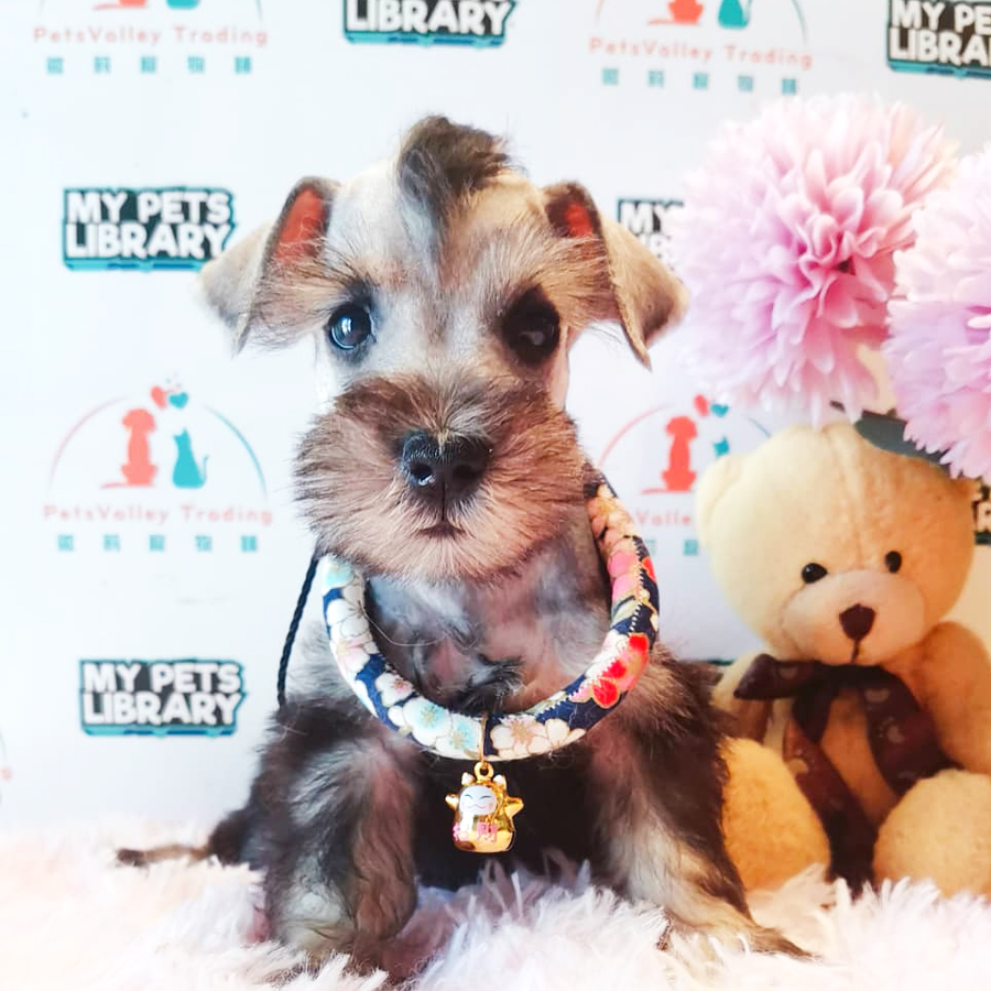 Schnauzer Puppy (Male) For Sale