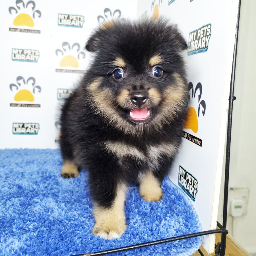 Pomeranian Puppy (Male) For Sale