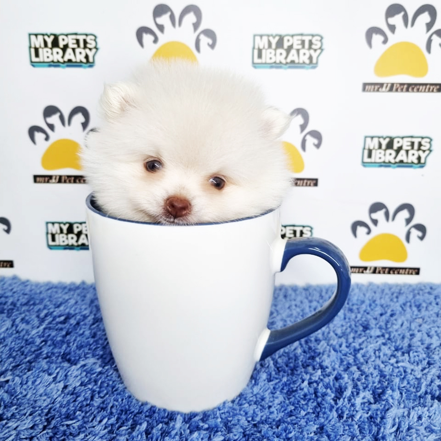 Pomeranian Puppy (Male) For Sale
