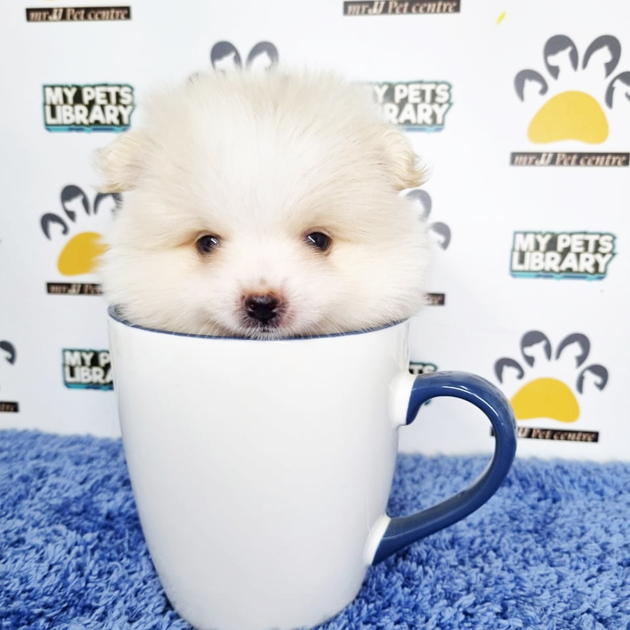 Pomeranian Puppy (Male) For Sale