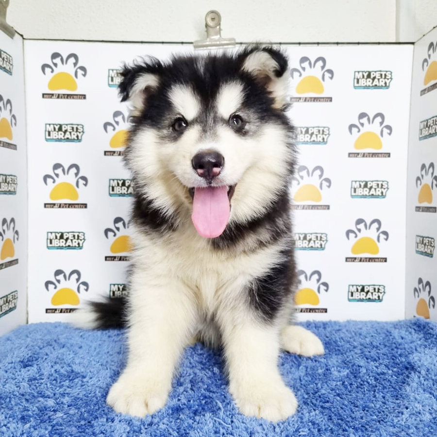 Wooly Husky Puppy (Male) For Sale