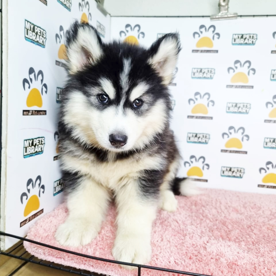 Wooly Husky Puppy (Female) For Sale
