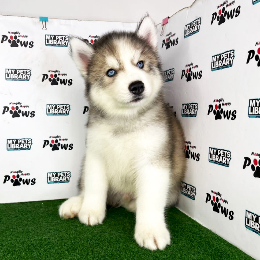 Wooly Husky Puppy (Male) For Sale