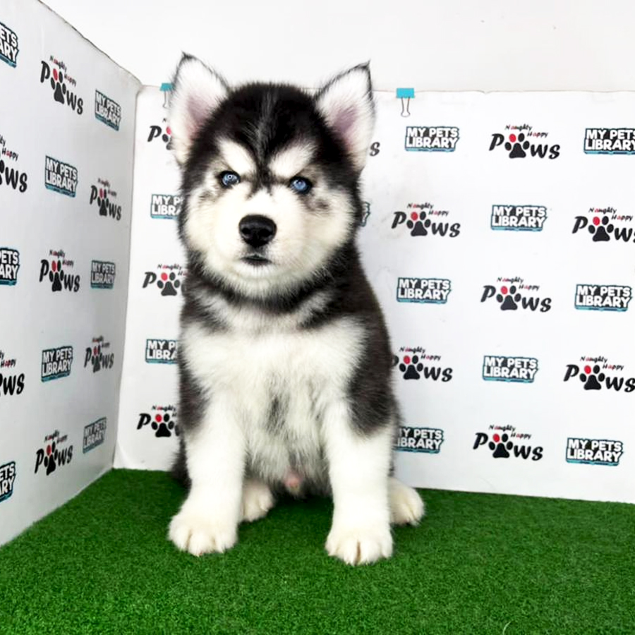 Wooly Husky Puppy (Male) For Sale