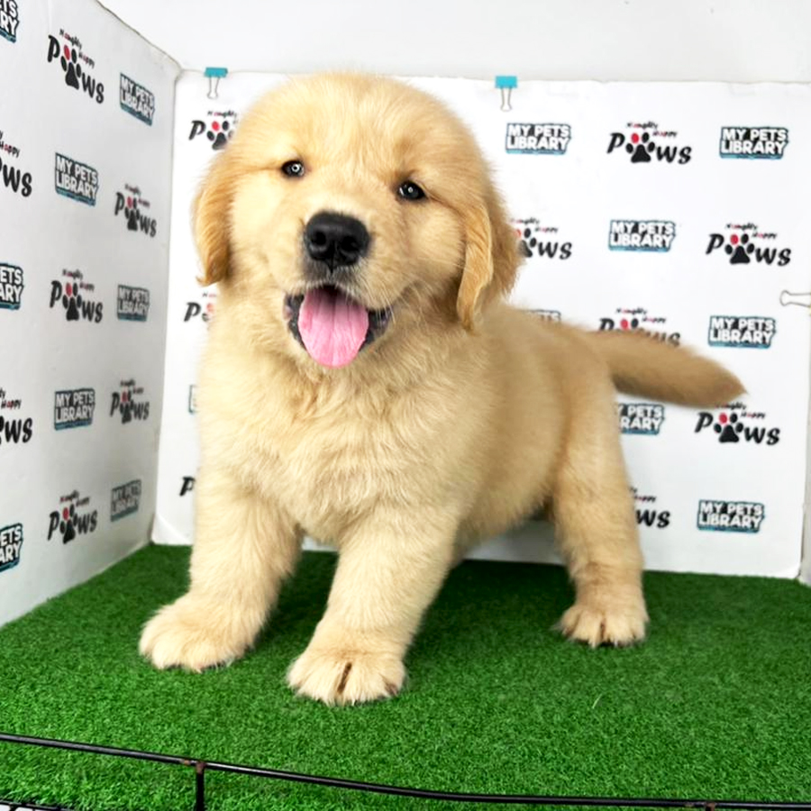 Golden Retriever Puppy (Male) For Sale