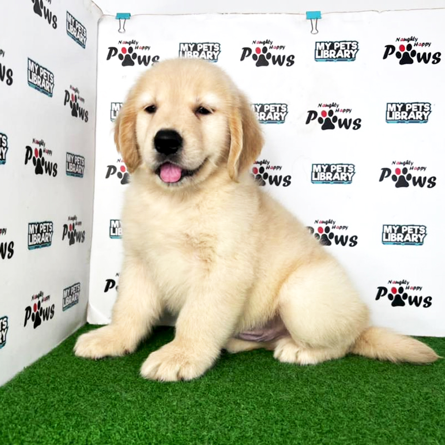 Golden Retriever Puppy (Male) For Sale