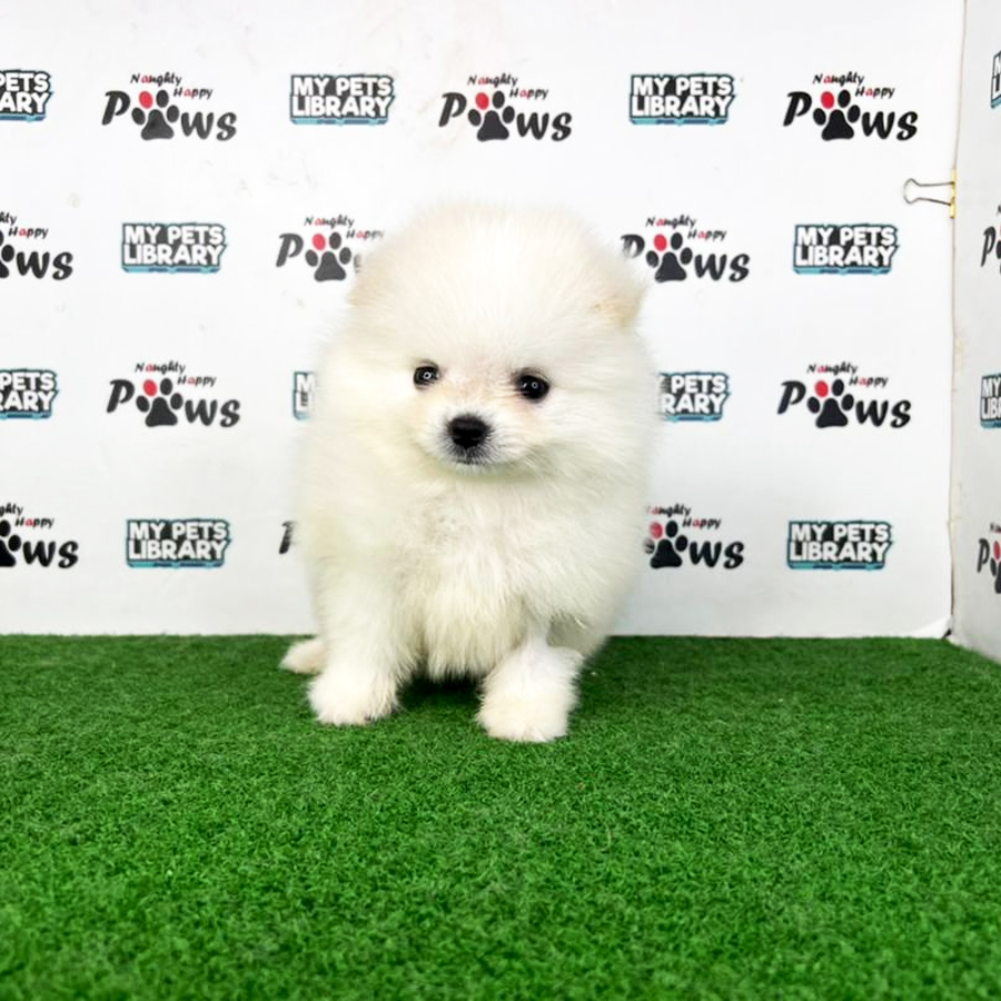 Pomeranian Puppy (Male) For Sale
