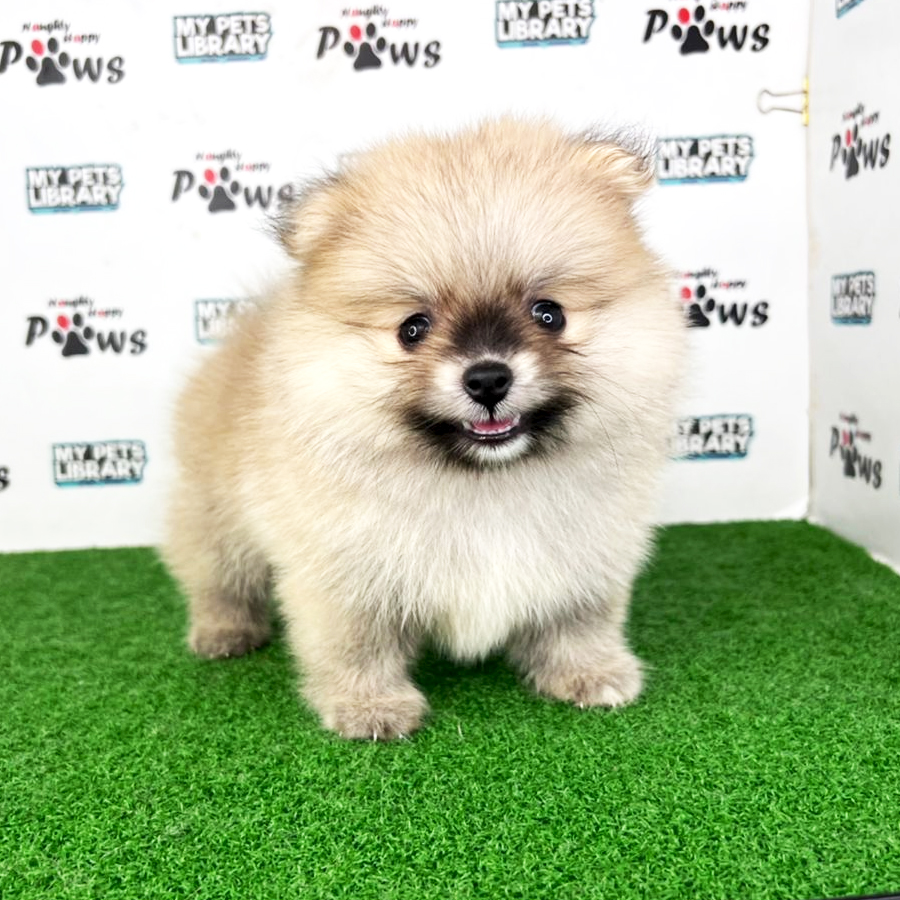 Pomeranian Puppy (Male) For Sale