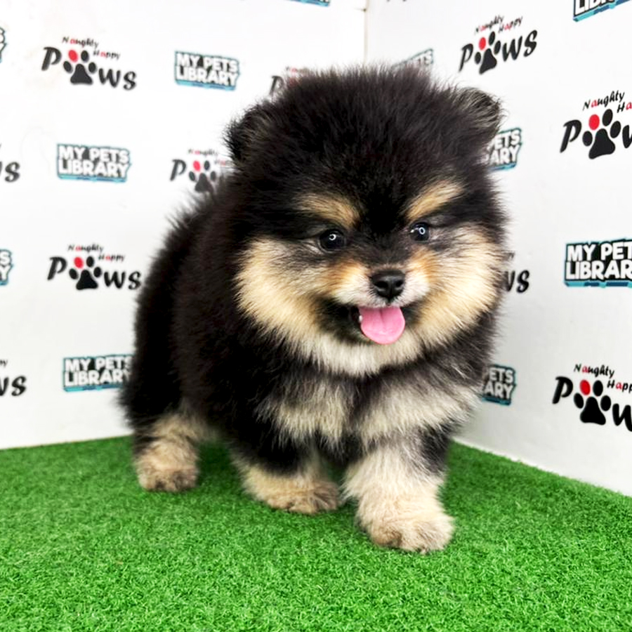 Pomeranian Puppy (Male) For Sale