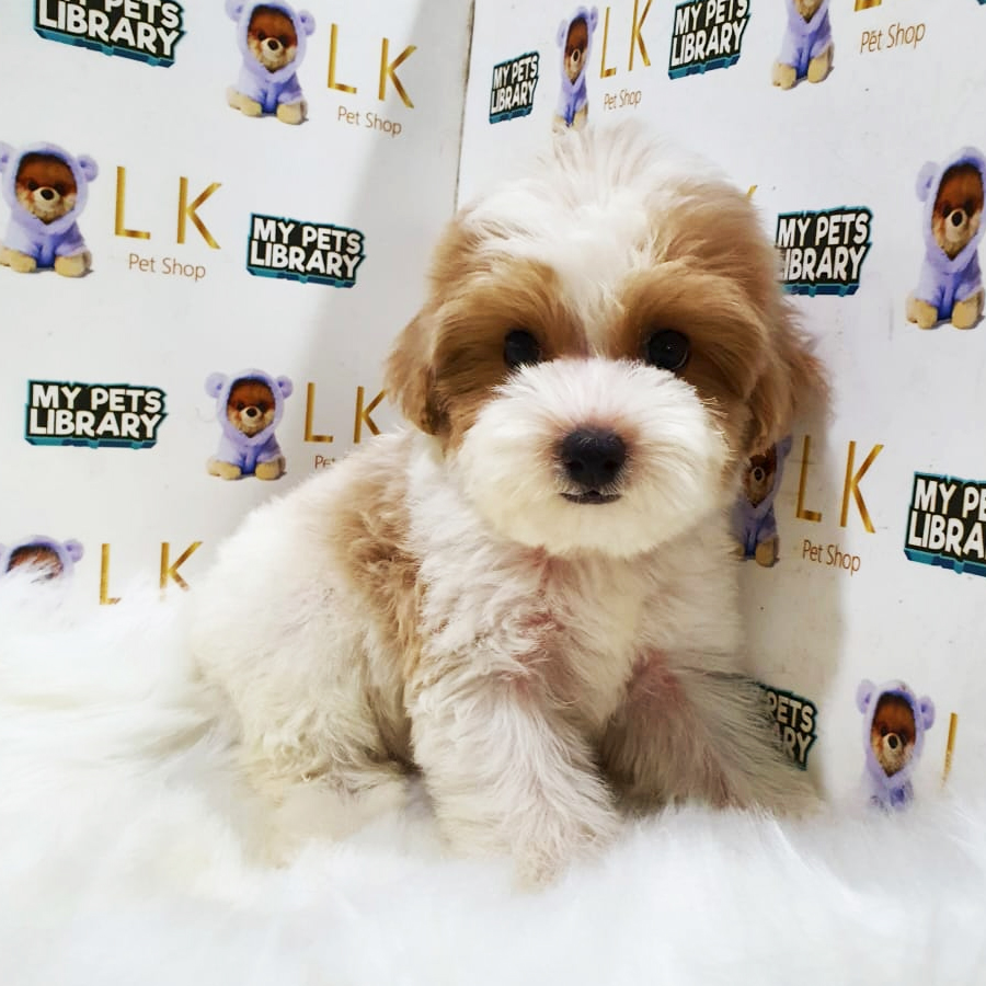 Toy Poodle Puppy (Female) For Sale