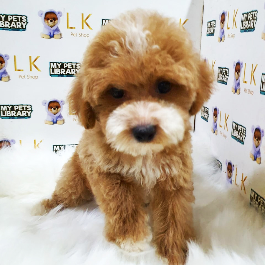 Toy Poodle Puppy (Female) For Sale
