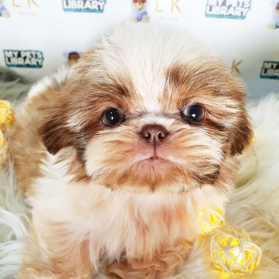 Shih Tzu Puppy (Female) For Sale