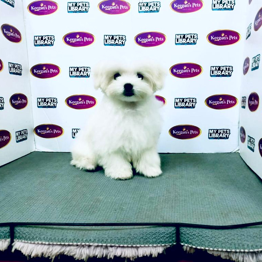 MKA Maltese Puppy (Male) For Sale