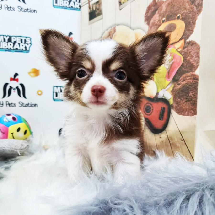 Chihuahua Puppy (Male) For Sale