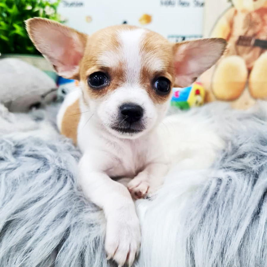 Chihuahua Puppy (Female) For Sale
