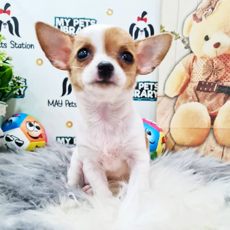 Chihuahua Puppy (Female) For Sale
