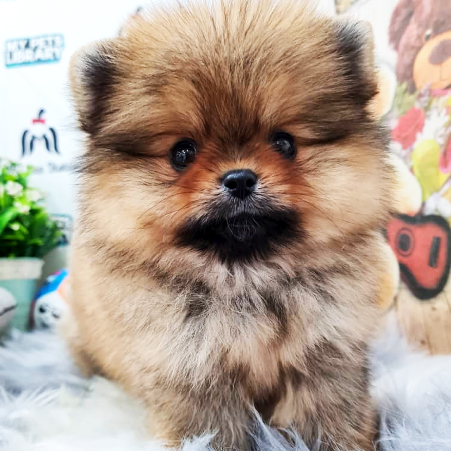 Pomeranian Puppy (Female) For Sale