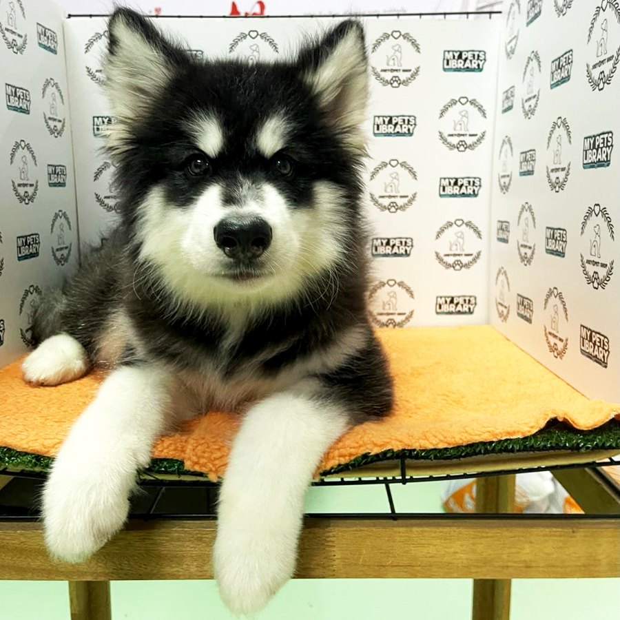 Alaskan Husky Puppy (Male) For Sale