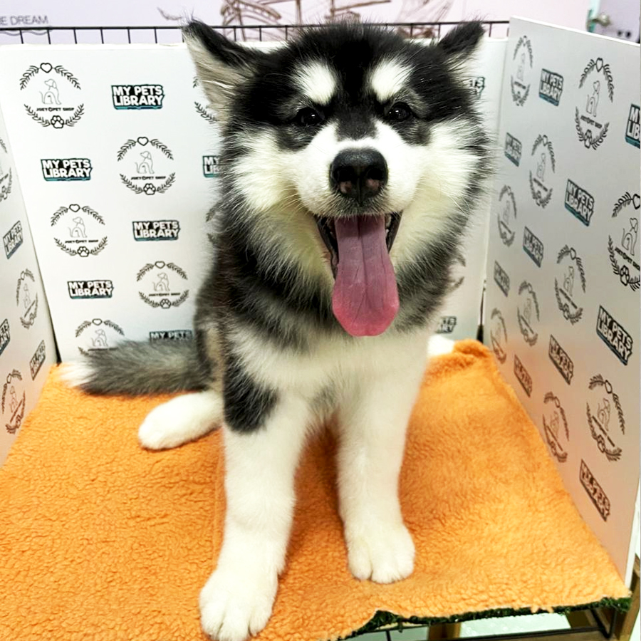 Alaskan Husky Puppy (Female) For Sale