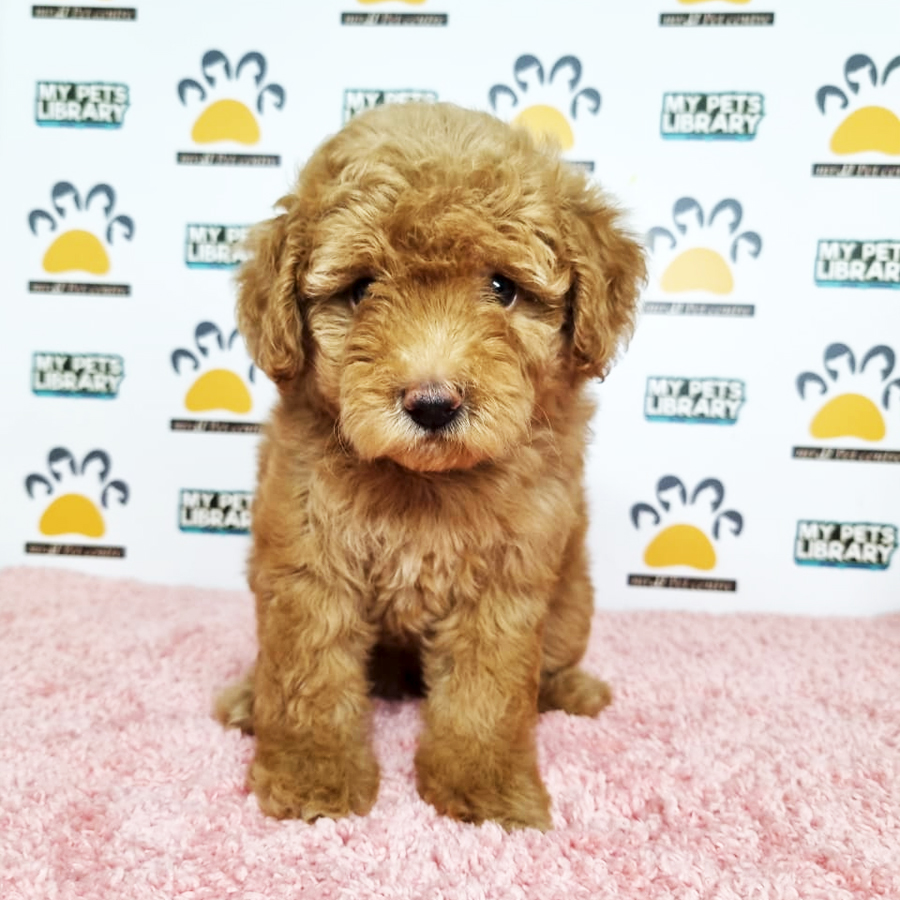 Toy Poodle Puppy (Female) For Sale