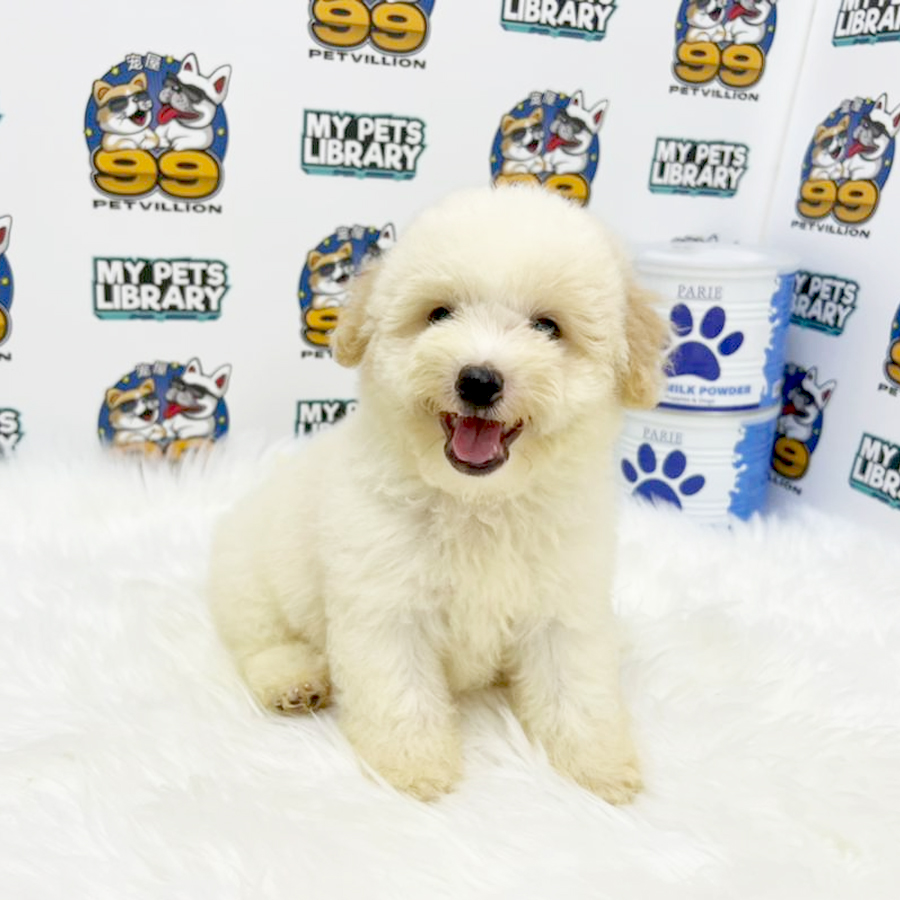 Maltipoo Puppy (Male) For Sale