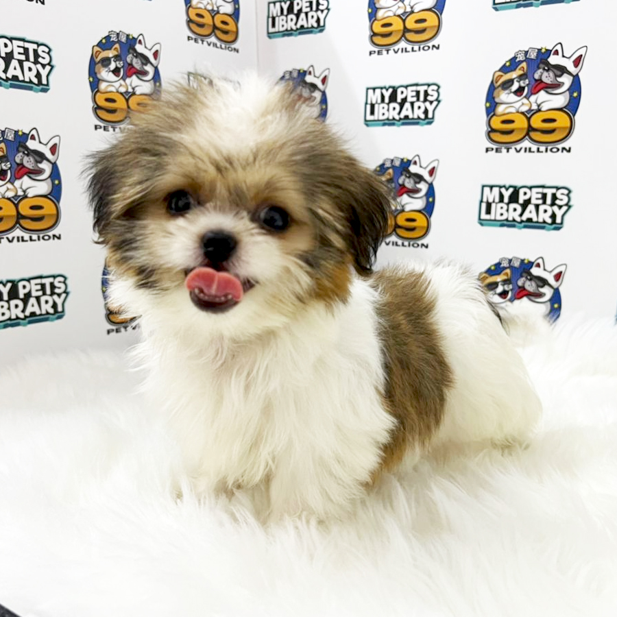 Shih Tzu Puppy (Female) For Sale