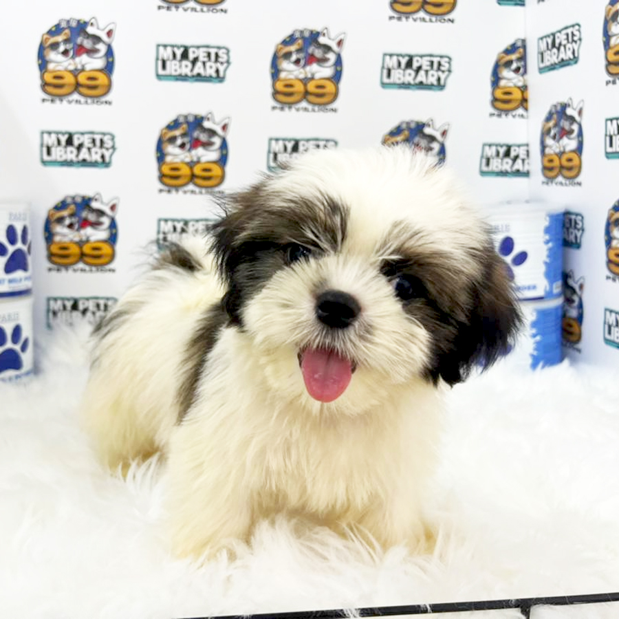 Shih Tzu Puppy (Male) For Sale