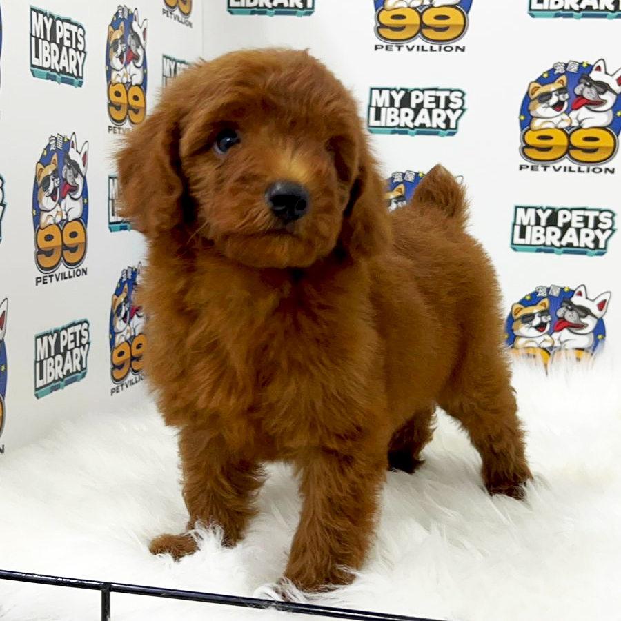 Toy Poodle Puppy (Male) For Sale