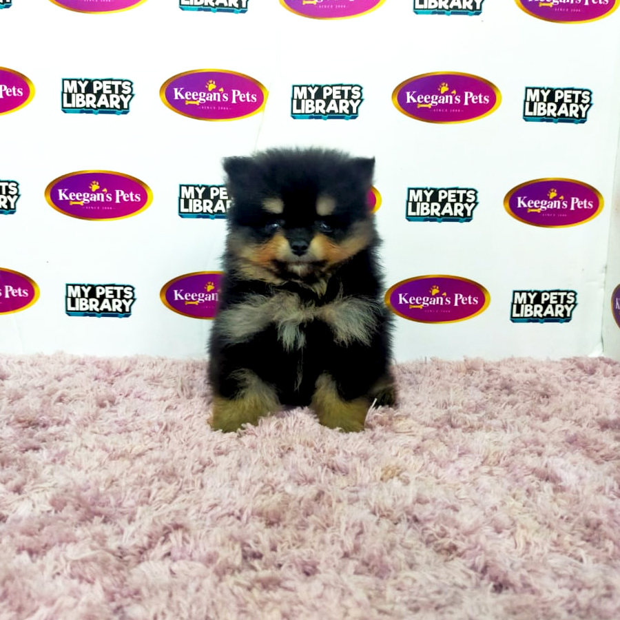 MKA Pomeranian Puppy (Male) For Sale