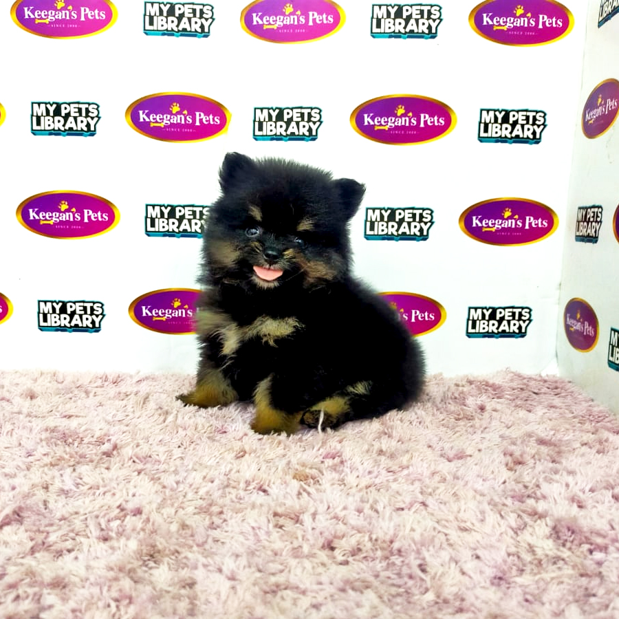 MKA Pomeranian Puppy (Female) For Sale