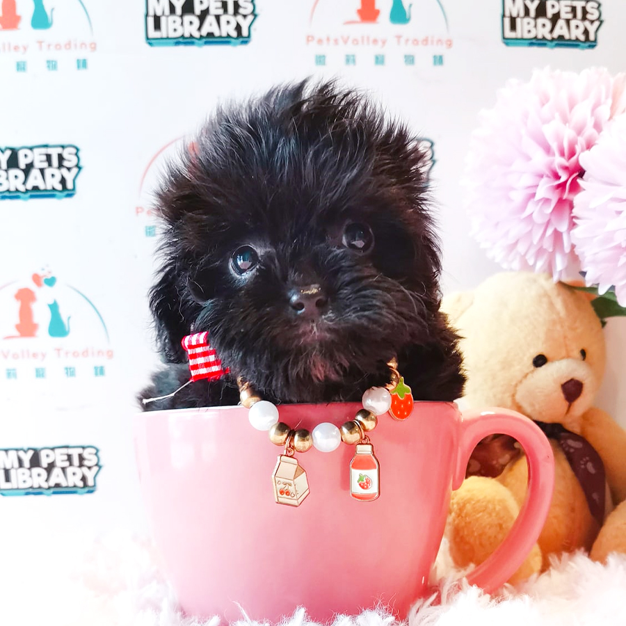 Shihpoo Puppy (Female) For Sale