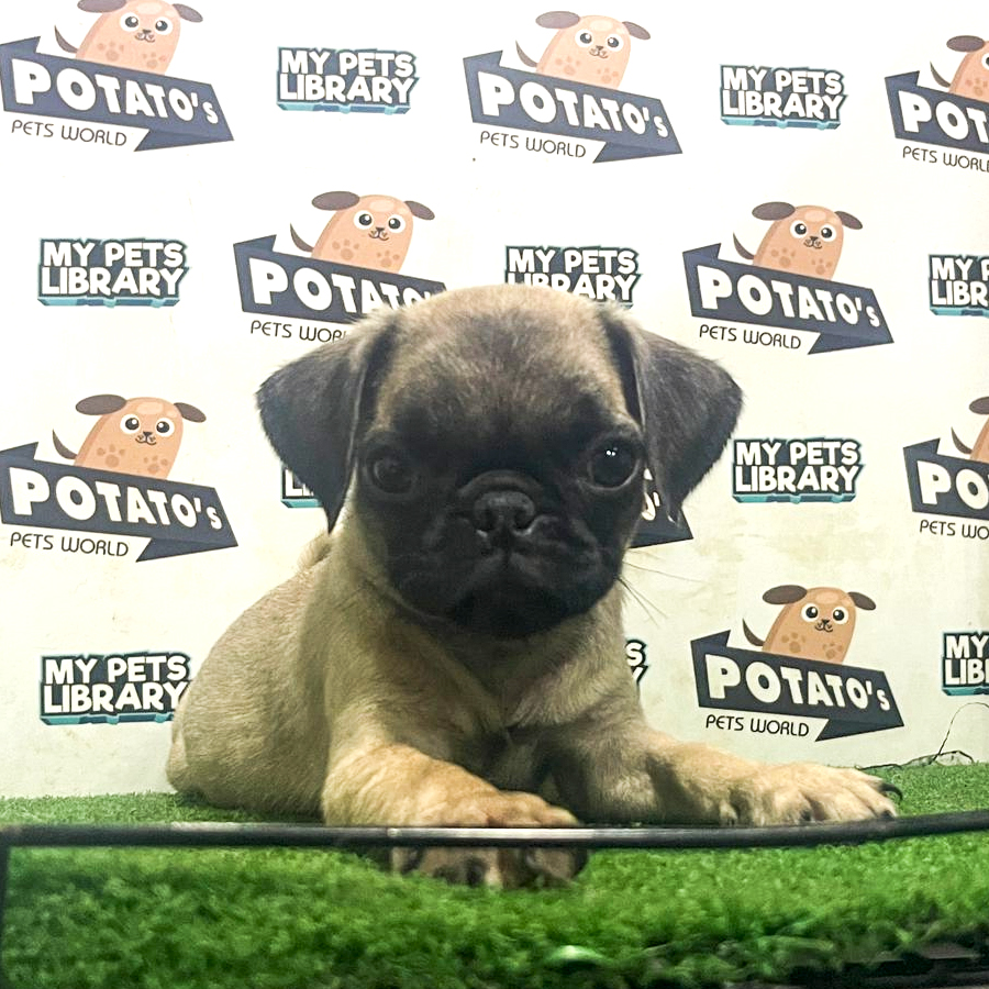 Pug Puppy (Female) For Sale