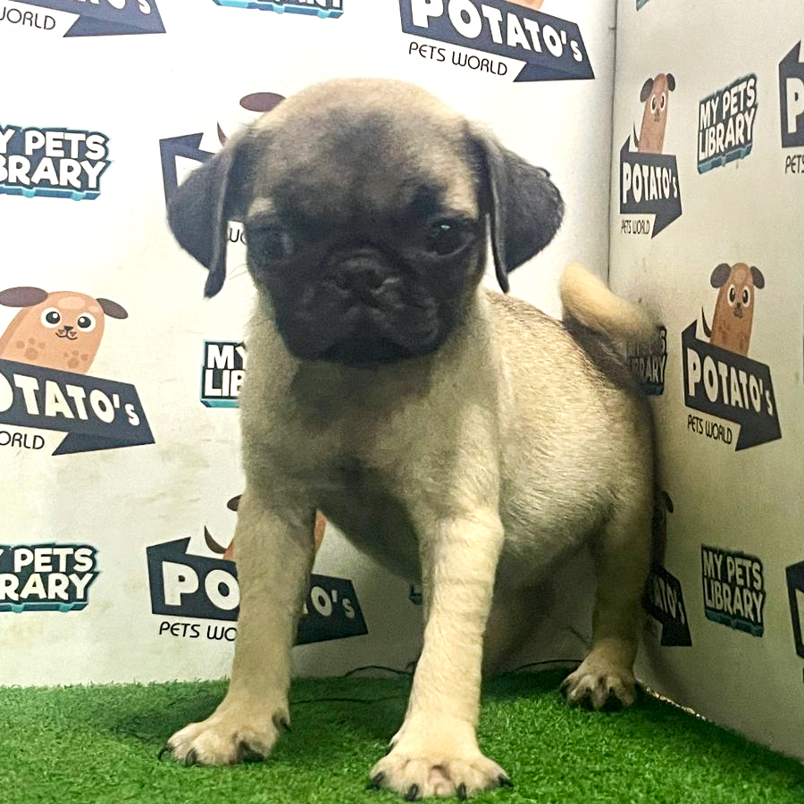 Pug Puppy (Female) For Sale