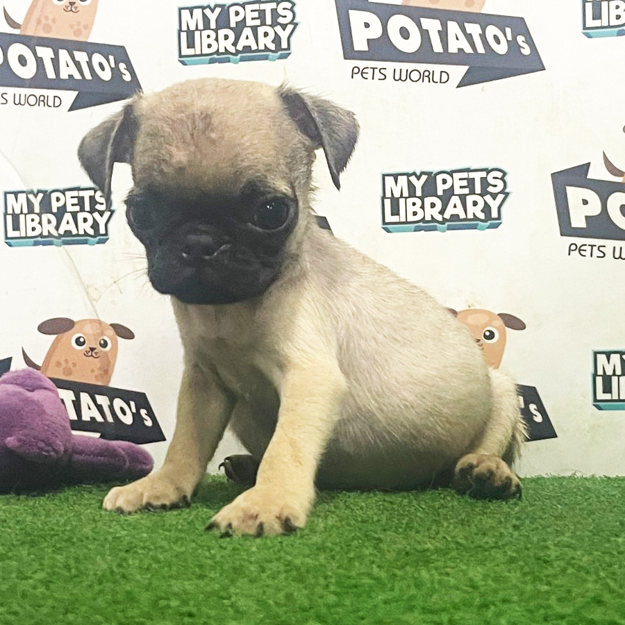Pug Puppy (Male) For Sale