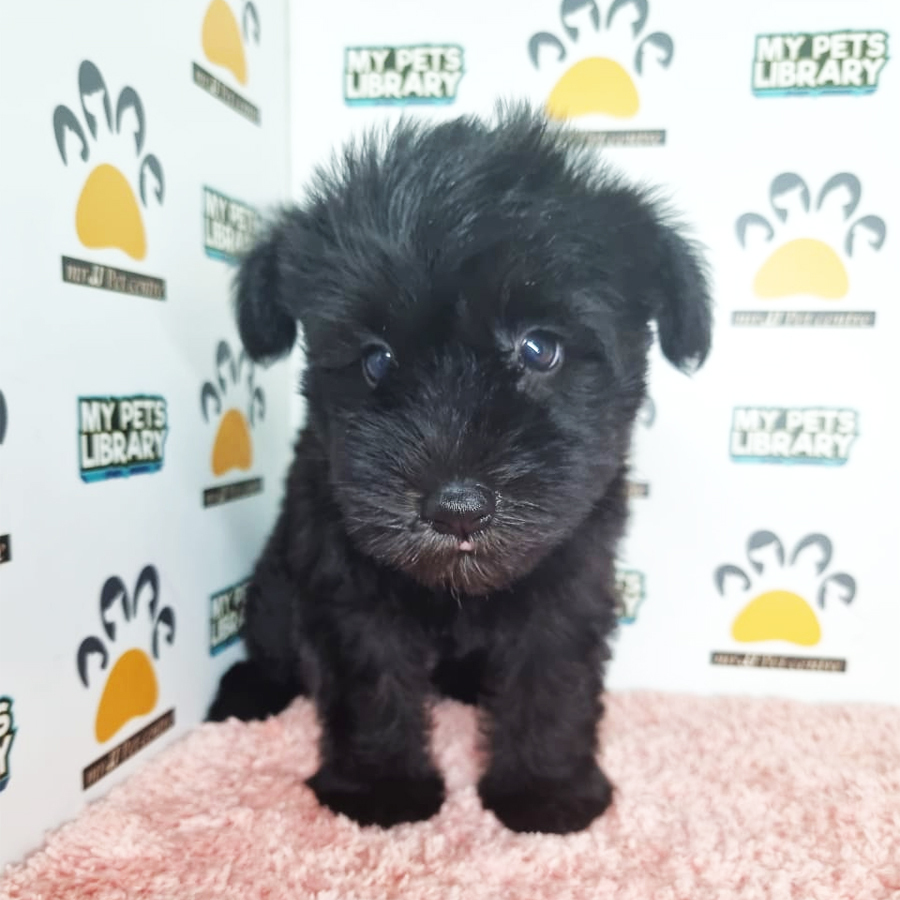 Mini Schnauzer Puppy (Female) For Sale
