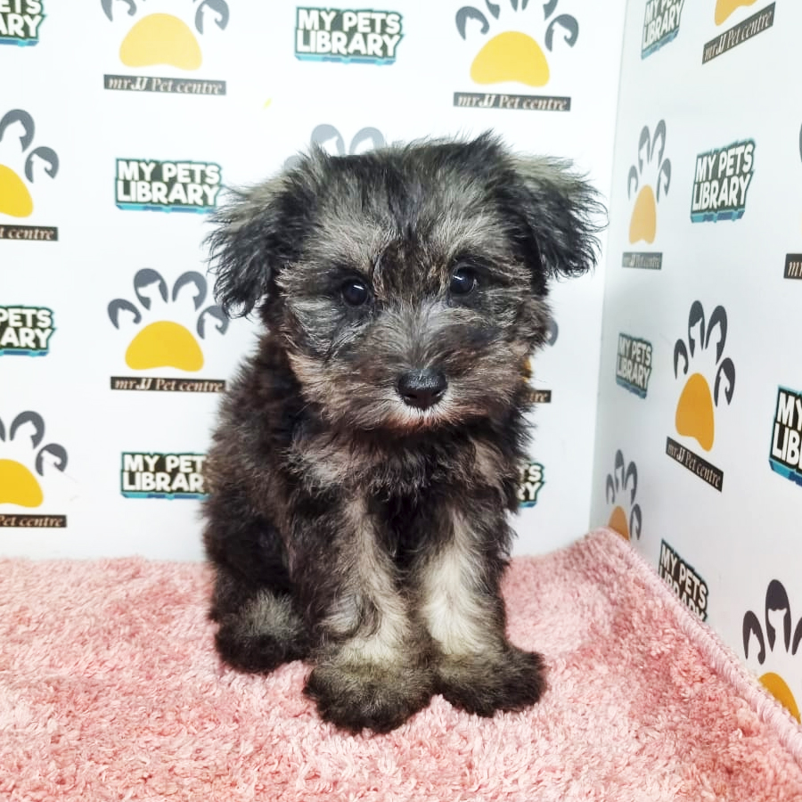 Mini Schnauzer Puppy (Female) For Sale