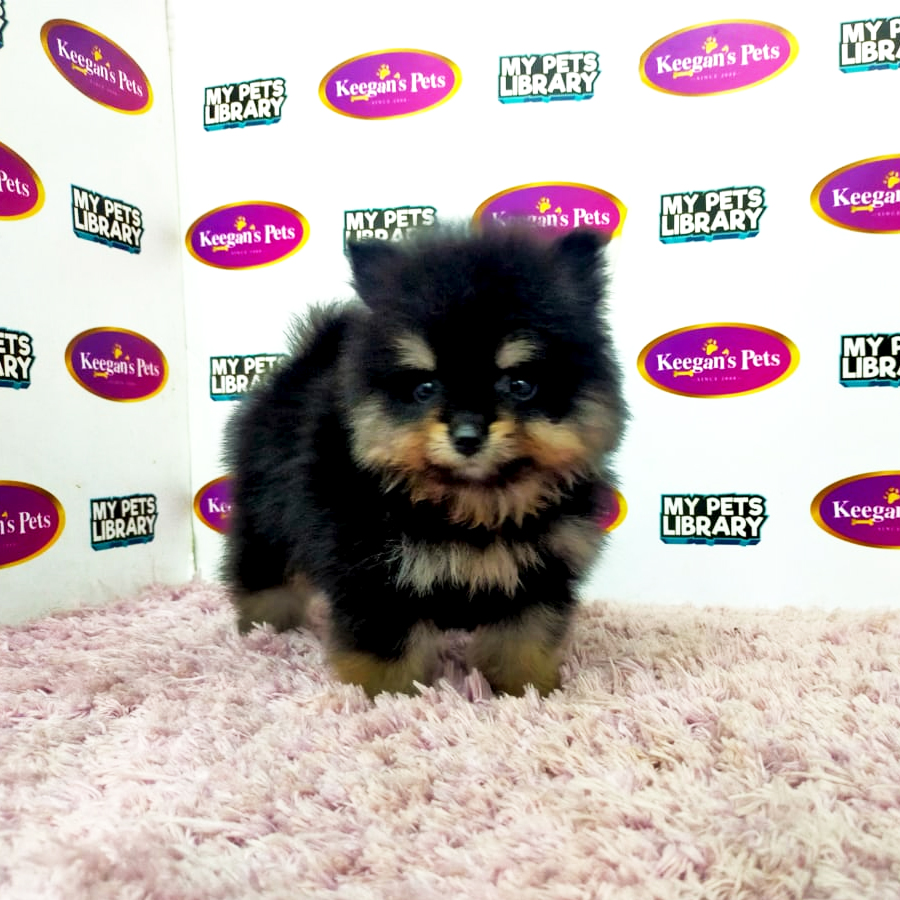 MKA Pomeranian Puppy (Female) For Sale