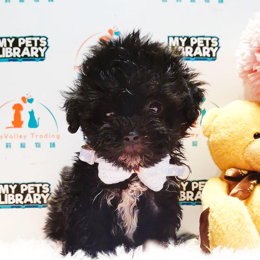 Shihpoo Puppy (Female) For Sale