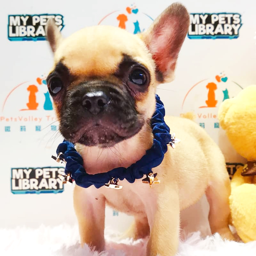 French Bulldog Puppy (Male) For Sale