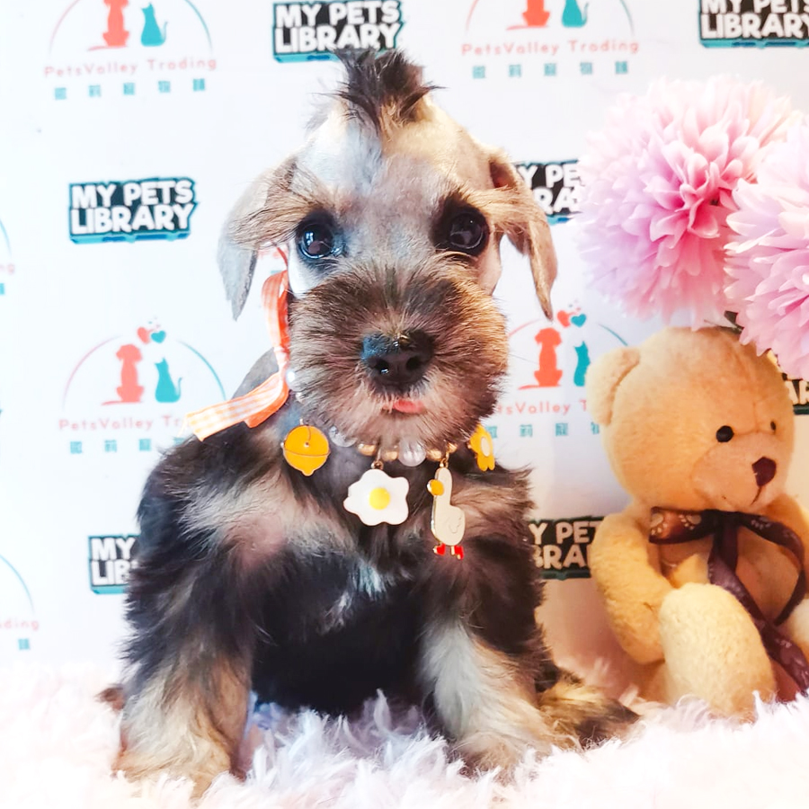Schnauzer Puppy (Female) For Sale