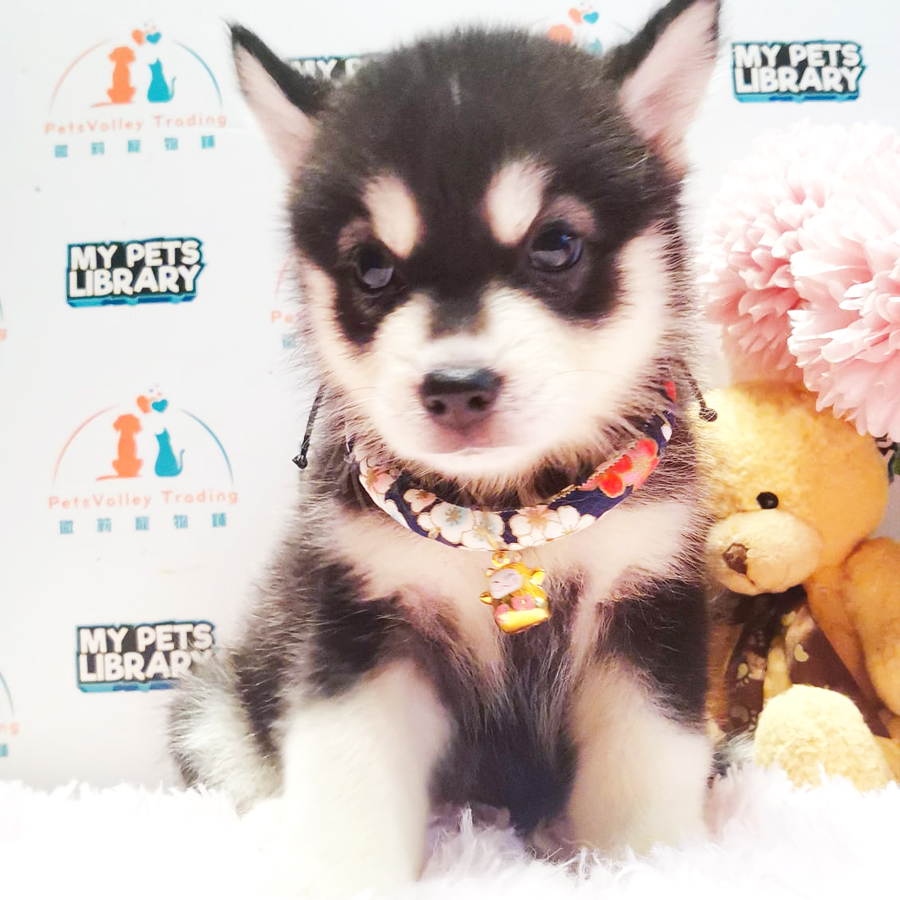 Wooly Husky Puppy (Female) For Sale