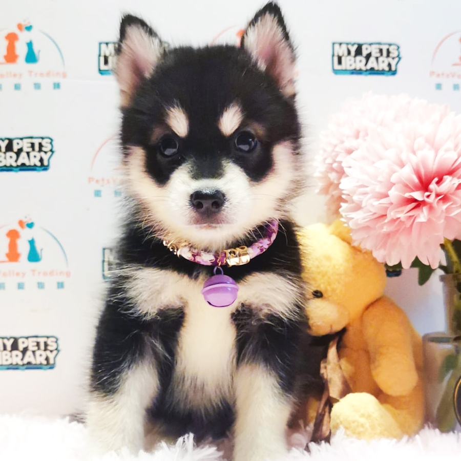 Wooly Husky Puppy (Female) For Sale