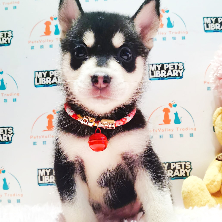 Wooly Husky Puppy (Male) For Sale