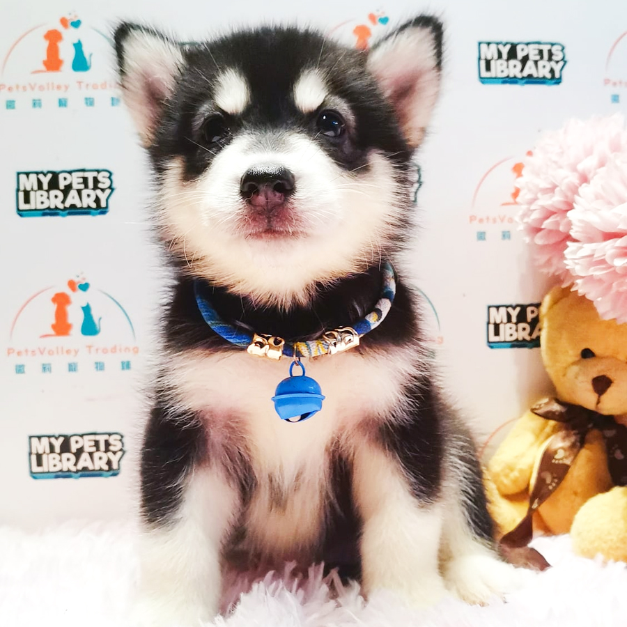 Wooly Husky Puppy (Male) For Sale